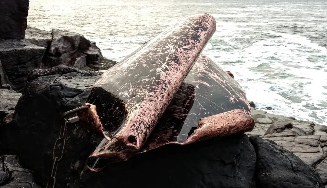 Atlantic-Formed Sea Plate after sea immersion
